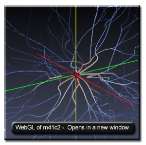 Motor Neuron M41C2 link to WebGL